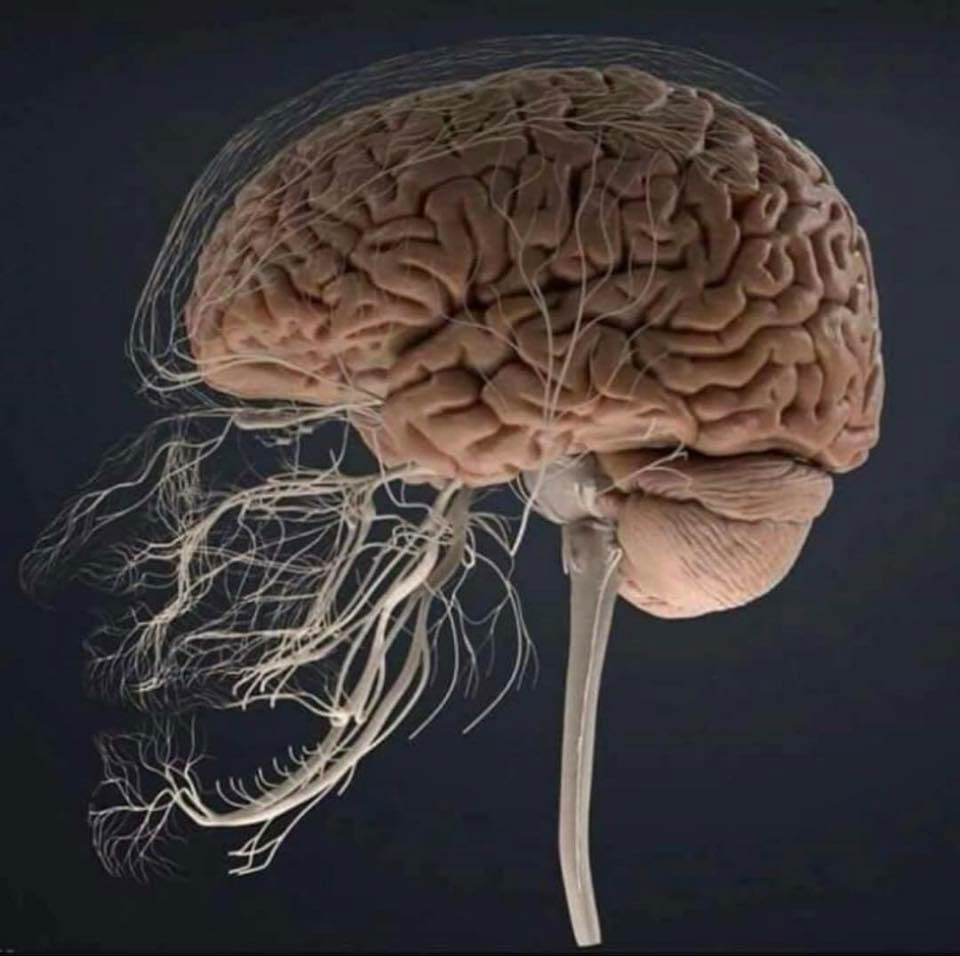 Image illustrating how a toothache can cause nerve pain throughout the head.
